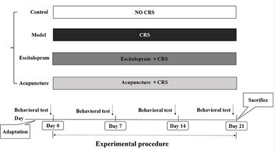 Acupuncture Ameliorates Depressive Behaviors by Modulating the Expression of Hippocampal Iba-1 and HMGB1 in Rats Exposed to Chronic Restraint Stress